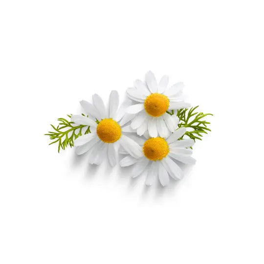 Fresh chamomile flowers with white petals and bright yellow centers, along with green leaves.