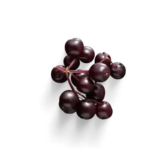 A cluster of ripe, dark purple elderberries attached to thin stems, set against a white background.