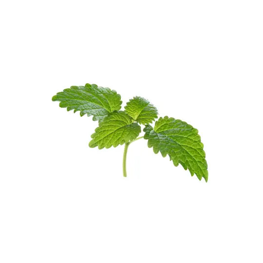 Fresh green lemon balm leaves with a slightly serrated edge and a textured surface.