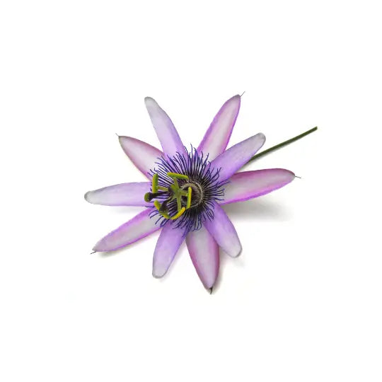 Fresh passion flower with lilac petals, placed on a white surface.